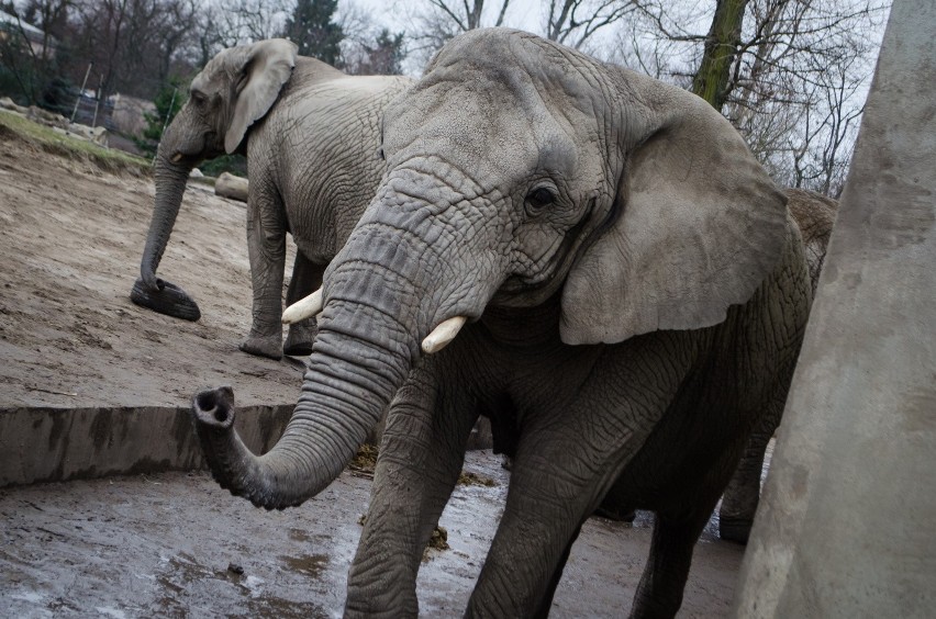 Słonie w warszawskim zoo są zestresowane. Dostaną więc... medyczną marihuanę