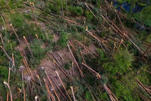 Usuwanie połamanych drzew na terenie lasu w okolicy miejscowości Kulno na Podkarpaciu, 28 bm. W Nadleśnictwie Leżajsk trwa szacowanie strat po huraganie, który przeszedł nad regionem w nocy z 19 na 20 bm. Poważne zniszczenia w drzewostanie obejmują teren o powierzchni ok. 200 hektarów.