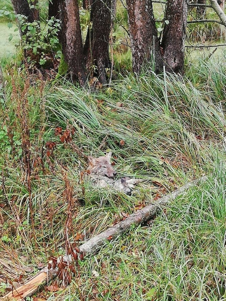 Samochód potrącił młodego wilka. Ranne zwierzę trafi do Ośrodka Rehabilitacji Zwierząt w Nadleśnictwie Olsztynek [ZDJĘCIA]