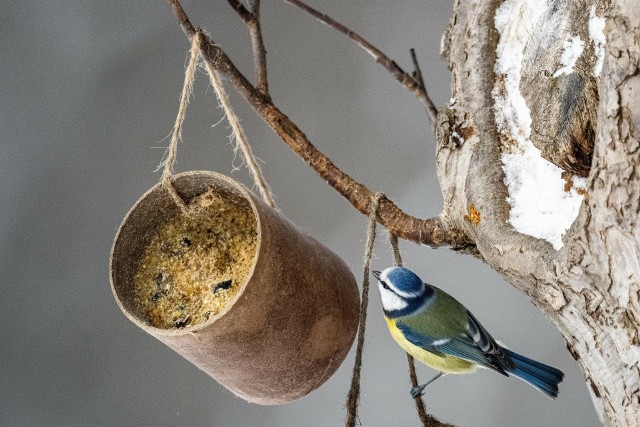 Zimowe dokarmianie ptaków w Hołubli koło Przemyśla. Nz. modraszka zwyczajna (Cyanistes caeruleus).