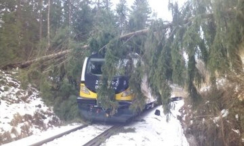 Pociąg do Wrocławia wjechał w powalone na tory drzewo (ZDJĘCIA)