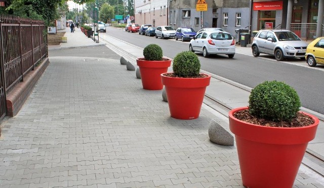 Cały Sosnowiec szuka złodzieja bukszpanu. Złodziej wyciągnął go z ozdobnej donicy