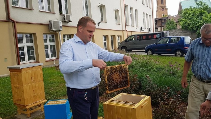 Olkusz. W ulach przed starostwem już mieszkają pszczoły [ZDJĘCIA]