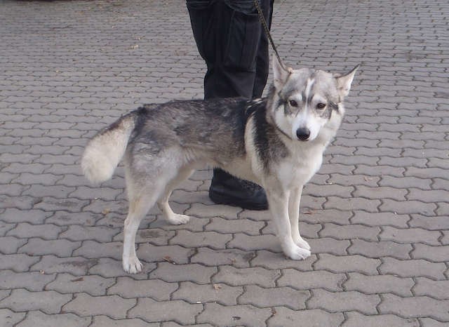 Pies odnaleziony w dniu 09.10.2016r. przy ul. Janosika.W dniu 09.10.2016r. około godz. 14:35, strażnicy z Referatu Fordon odebrali psa z ul. Janosika 3, a następnie dowieźli go do Schroniska dla zwierząt przy ul. Grunwaldzkiej 298, gdzie został zastrz