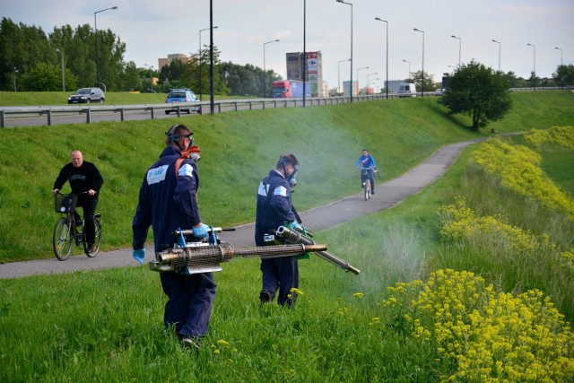 W 2015 r. akcją odkomarzania objęto około 240 hektarów publicznych terenów zielonych. W tym roku ma być podobnie