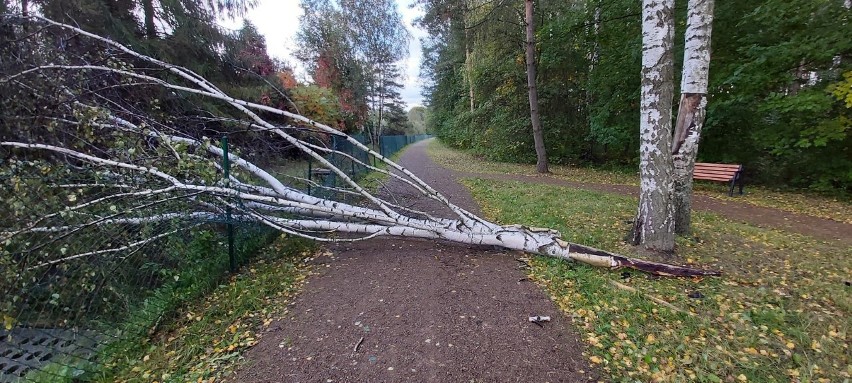 Drzewo na ścieżce rowerowej w Chrzanowie