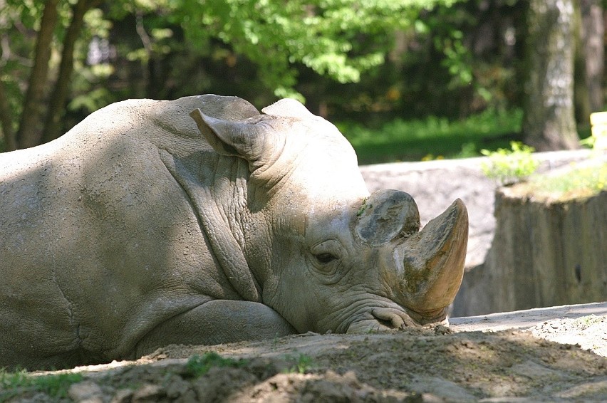 Łódzkie zoo sprzed lat. Kto pamięta takie zoo? Ze słoniami, nosorożcem i hipopotamem? ZDJĘCIA