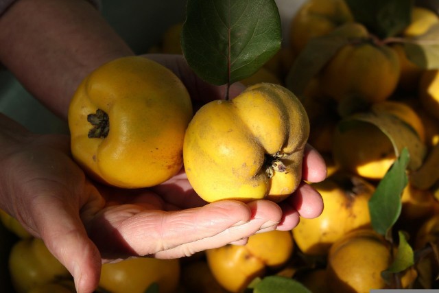 Sezon na pigwę ruszy lada moment. Co trzeba wiedzieć o żółtych cierpkich owocach?