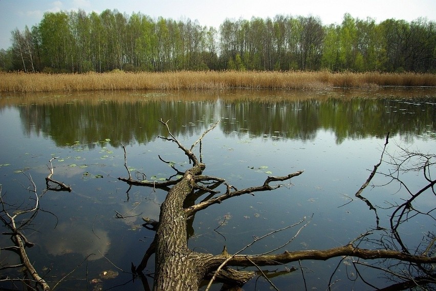 Rezerwat Łężczok do liftingu. Wiekowe dęby, graby i buki odmłodnieją