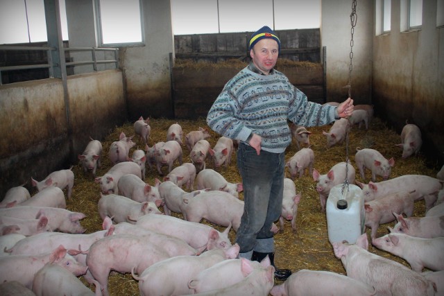 - Chów trzody chlewnej jest coraz mniej opłacalny - mówi Krystian Tiszbierek. - A program pomocy polegający na zamrażaniu wieprzowiny w chłodniach niewiele pomoże.