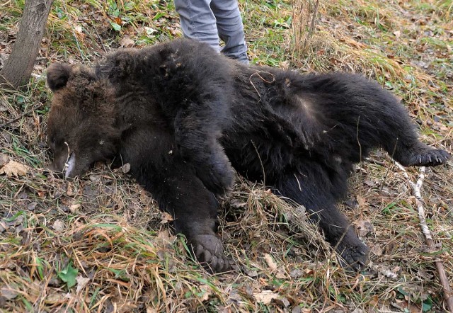 Martwego niedźwiedzia znaleziono we wnykach w dawnej wsi Borysławka.