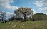 Kraków. Śliwa u stóp kopca Krakusa kwitnie bajecznie. Wygląda jak dzieło sztuki! Białe kwiaty "oblepiły" całe drzewo ZDJĘCIA