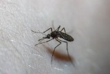 Tych zapachów nienawidzą komary - Lasy Państwowe podpowiadają, jak odstraszyć owady
