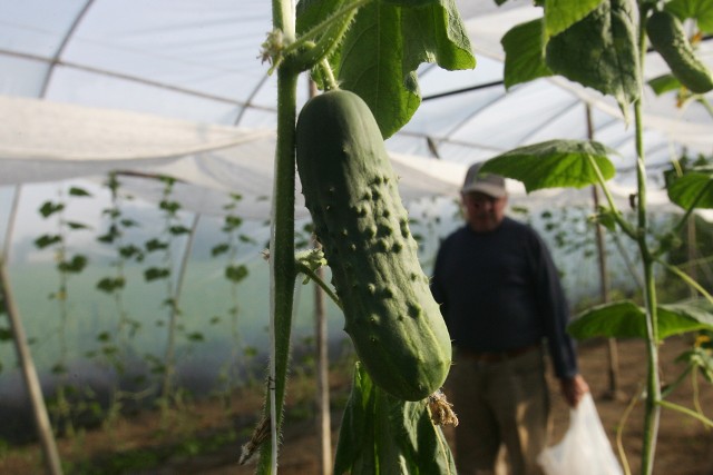 Pomidory, ogórki i chryzantemy z Lipiec pod Legnicą (ZDJĘCIA)