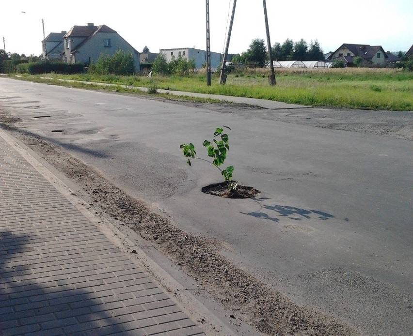 W dziurach na grudziądzkich drogach wyrastają... drzewa! [zdjęcia]