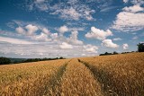 ...ta droga prowadziła do pola z pszenicą. Okazało się, że to był dobry kierunek.