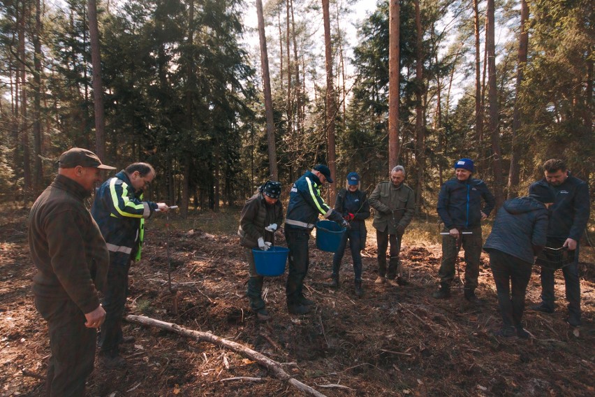 Wolontariusze z Połańca i leśnicy posadzili 6 tysięcy buków w ramach Międzynarodowego Dnia Ziemi