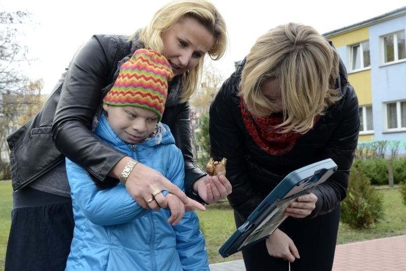 Żonkilowa cebulka zasadzona jesienią obumiera, aby wiosną...