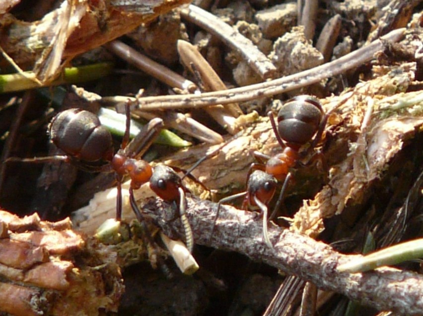 Mrówki kanibale. Naukowcy odkryli w Polsce mrówki kanibale....