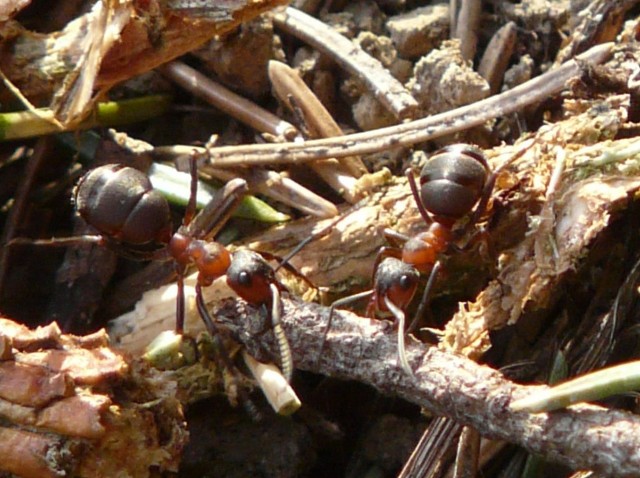 Mrówki kanibale. Naukowcy odkryli w Polsce mrówki kanibale. Drapieżne i okrutne owady nikomu nie przepuszczą