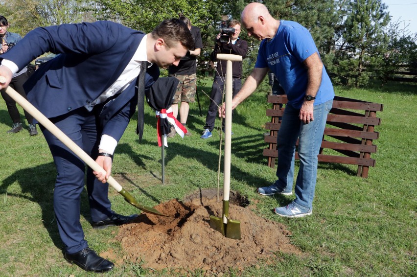 Symboliczny "Dąb Niepodległości" rośnie już na skwerze  przy...