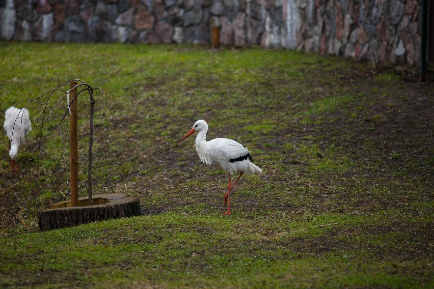 Wiosna w białostockim Akcencie ZOO.