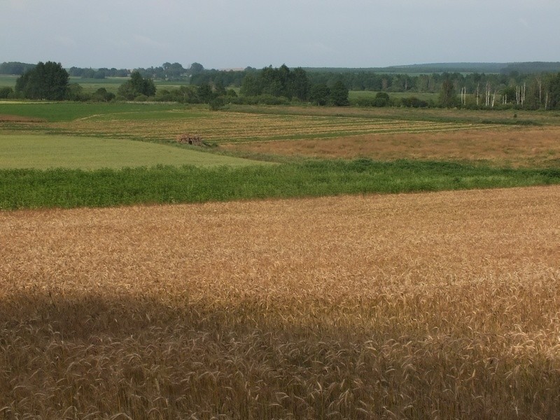 Plony  wcale nie są  specjalnie wysokie, gdyż tutejsze gleby...