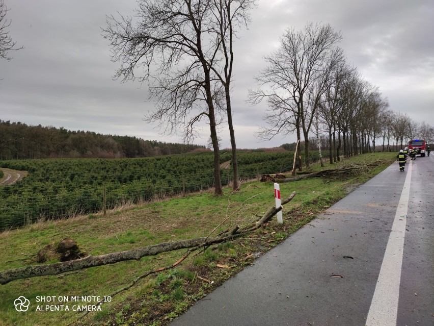 OSTRZEŻENIE! Uwaga na silny wiatr w regionie koszalińskim [zdjęcia]