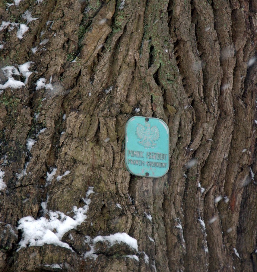 Dąb z Dolnego Śląska walczy o tytuł Europejskiego Drzewa Roku (ZDJĘCIA)