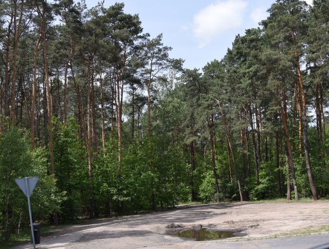 W powszednie dni dziki parking na skraju lasu jest całkowicie zajęty.