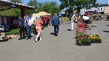 Ceny warzyw i owoców na targowisku w Chojnicach. Kupujących trochę mniej niż przed rokiem | ZDJĘCIA, WIDEO