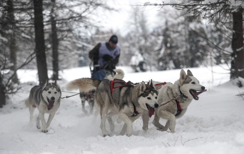 Wczoraj na starcie „Wyścigów psich zaprzęgów” w Lutowiskach...