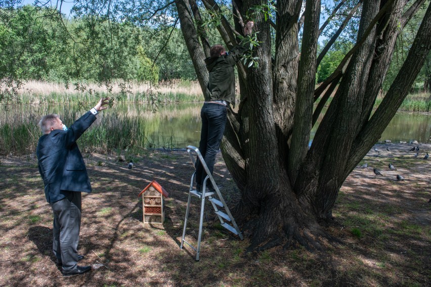 150 domków dla owadów zostaje zawieszonych na drzewach i...