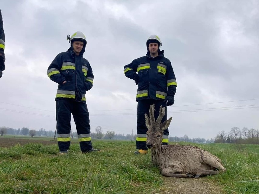 Koźlę sarny nie potrafiło samodzielnie wydostać się z koryta...