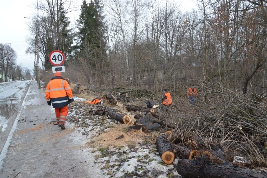 Ruszyła wielka inwestycja w Suchedniowie. 250 drzew idzie pod topór