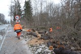 Ruszyła wielka inwestycja w Suchedniowie. 250 drzew idzie pod topór