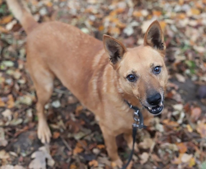 Dingo to jeden z psów znajdujących się w Przystanku, o...