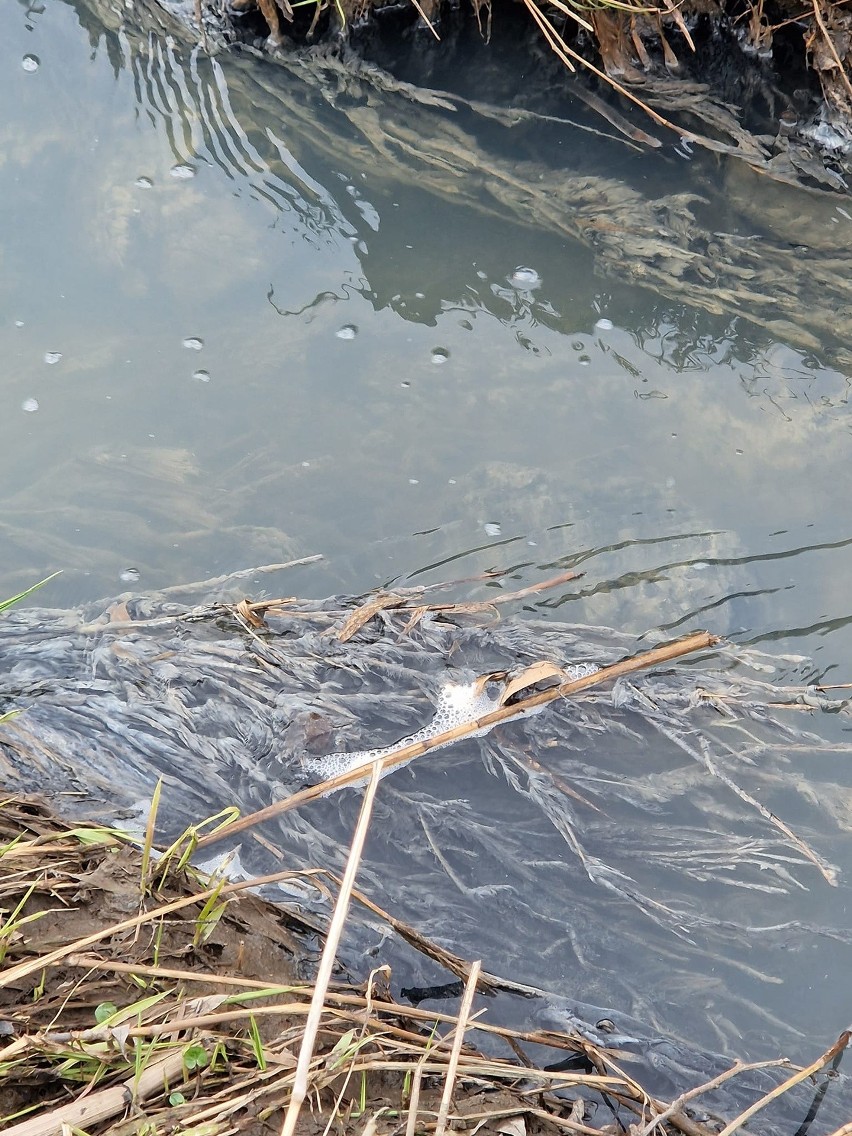 Ścieki płynące potokiem Olszanickim zanieczyszczają Rudawę