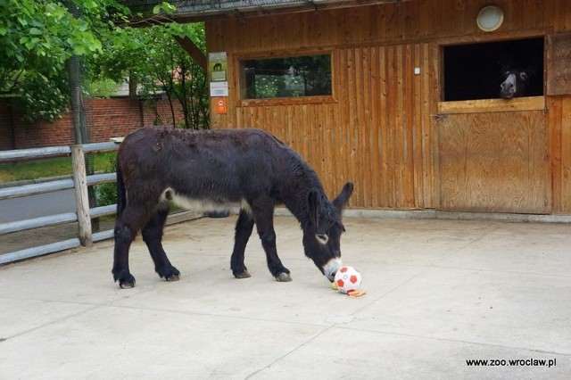 10-letni osiołek Zidane to mieszkaniec wrocławskiego ogrodu zoologicznego