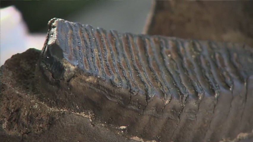 Żuchwa mamuta znaleziona pod Wrocławiem. Naukowcy zabiorą ją dopiero na początku roku (FILM, FOTO)