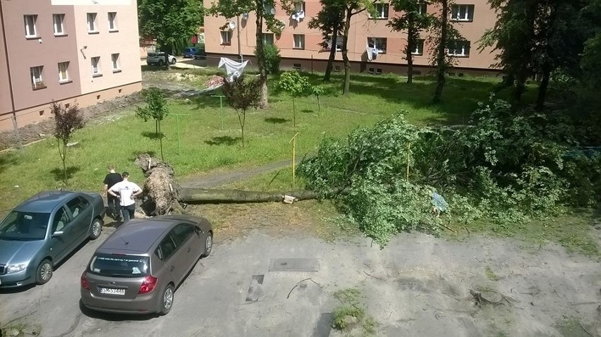 Mysłowice - wiatr przewraca drzewa..