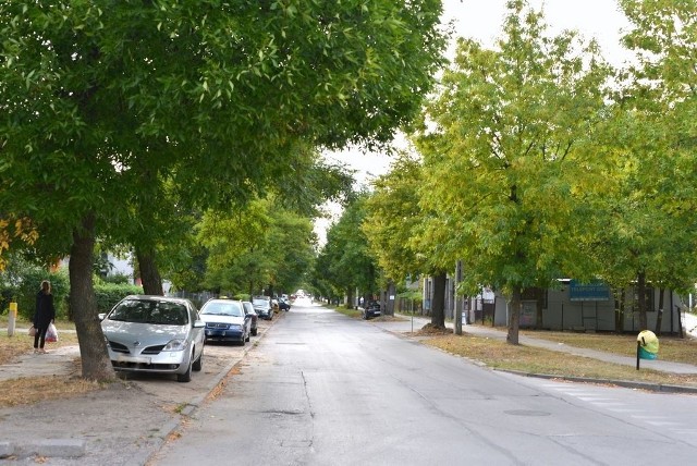 Tu, po prawej stronie ulicyPiekoszowskiej, po wycięciu 18 drzew ma powstać nie ścieżka, lecz brukowany ciąg pieszo-rowerowy Green Velo.