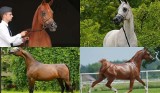 Znamy wyniki aukcji Summer Arabian Horse Sale 2020. Za ile podczas letniej licytacji sprzedano konie ze stadniny w Michałowie? [ZDJĘCIA]