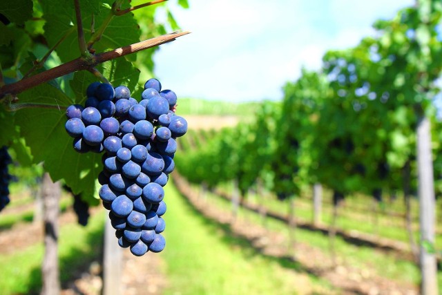 Wino od kilku lat wiedzie prym, jeśli chodzi o produkt regionalny najbardziej kojarzony z województwem lubuskim.