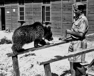 Niedźwiedź Wojtek został ocalony przez polskich żołnierzy w 1942 roku Fot. archiwum