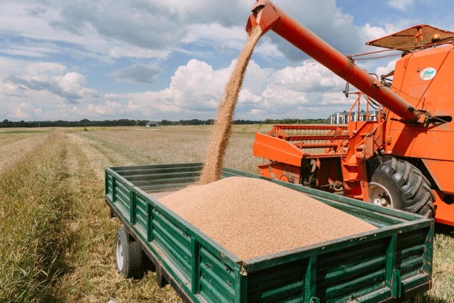 Pszenica jest jednym ze zbóż, których zakaz swobodnego obrotu nasionami z Ukrainy obowiązuje do 5 czerwca 2023 r.