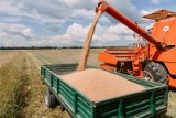 Unia Europejska zgodzi się przedłużyć zakaz swobodnego obrotu 4 nasionami z Ukrainy. Czy to oznacza, że kryzys zbożowy jest zażegnany?