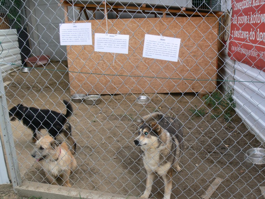 Kilka adopcji, karma dla psów, kotów i datki do puszek - udany dzień otwarty w schronisku w Machowie