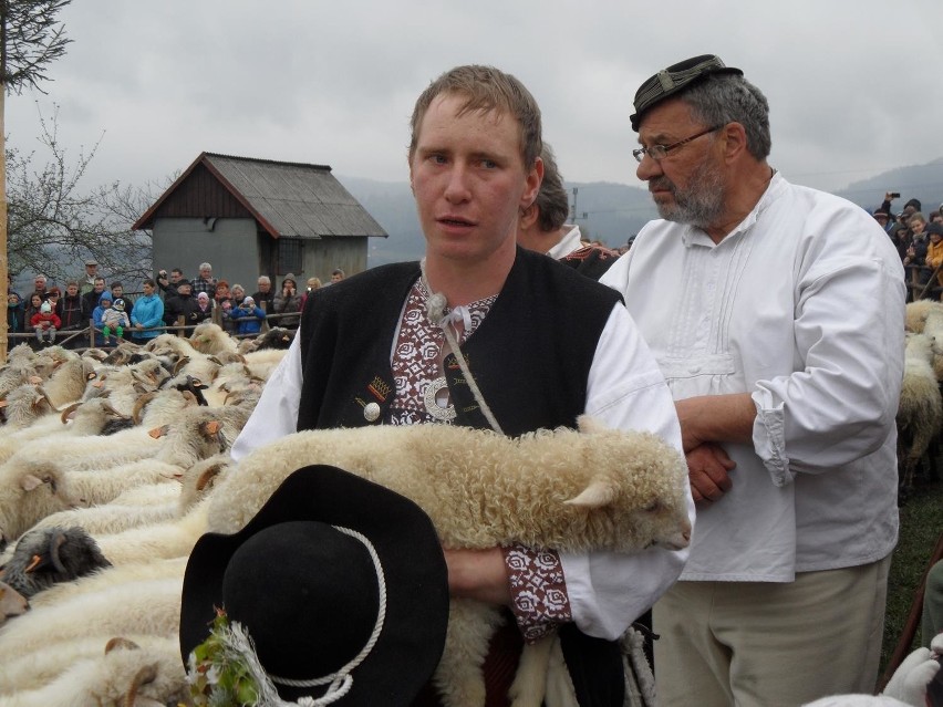 W Koniakowie odbył się tradycyjny obrzęd mieszania owiec