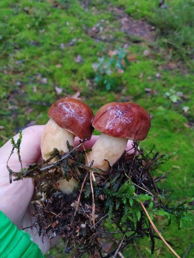 Gdzie na grzyby? Sezon na grzyby 2022 właśni się rozpoczyna. Zobacz zdjęcia z grzybobrania w łódzkich lasach!